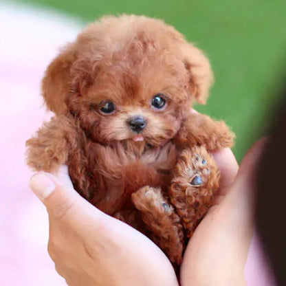 Interactive Pet Robot Dog Toy - Befez