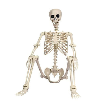 Giant Realistic Skeleton Prop