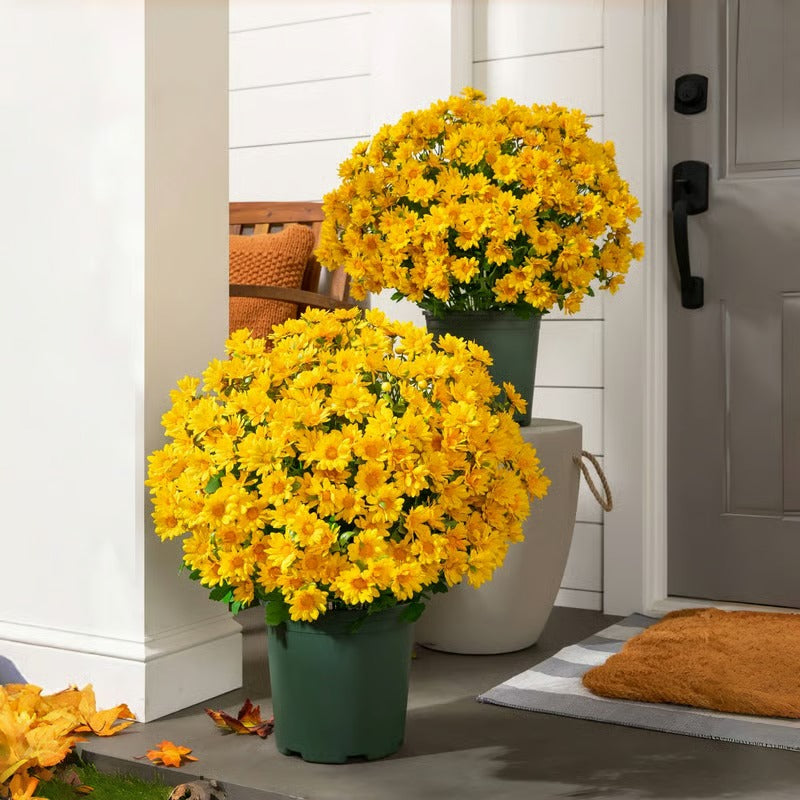 Vibrant Fall Garden Planter