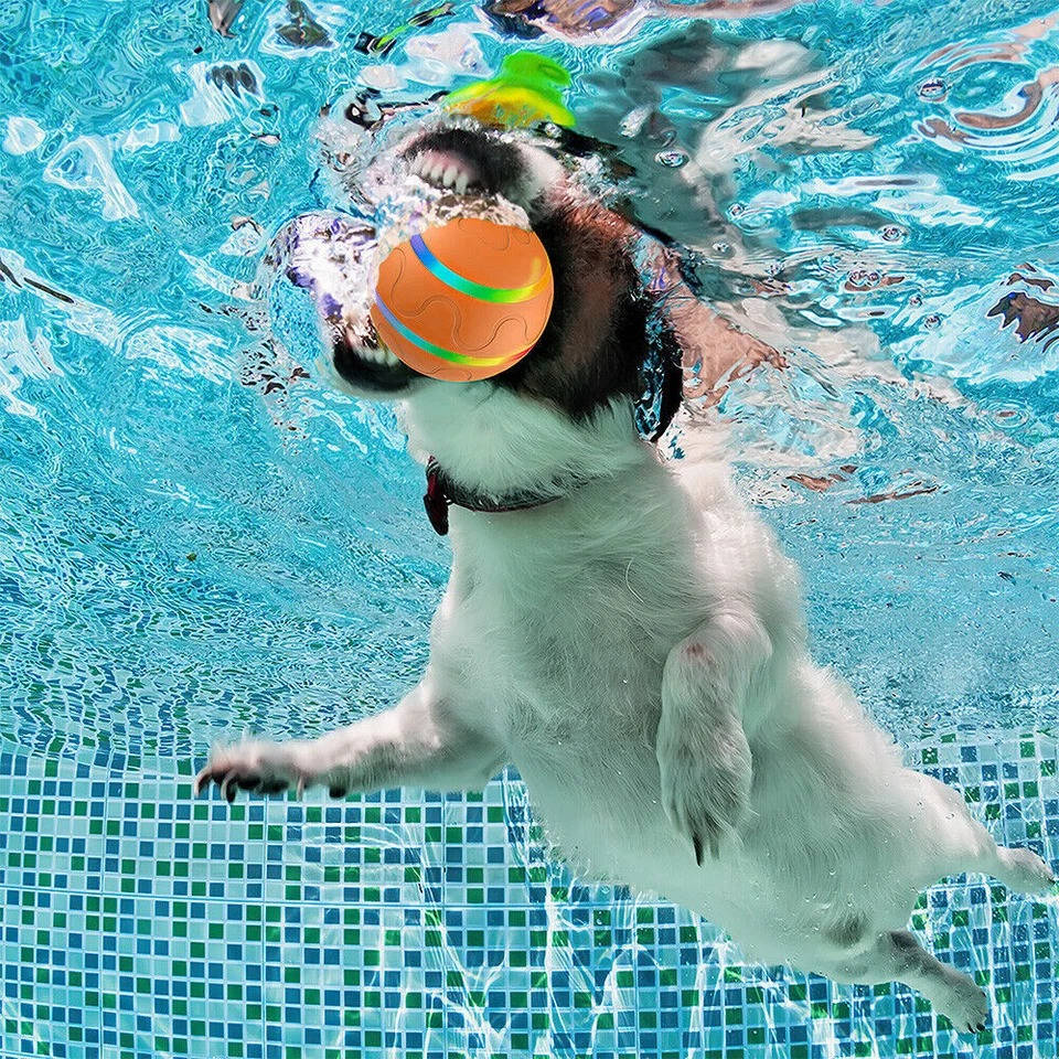 Fun Bouncy Dog Play Ball