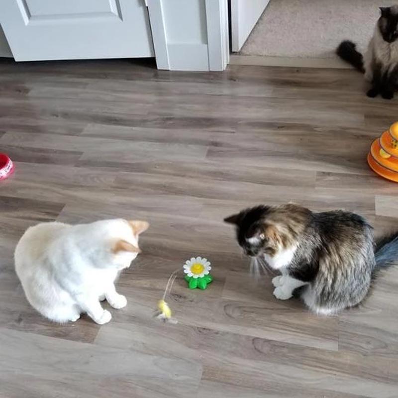 Fun Feather Cat Teaser Toy