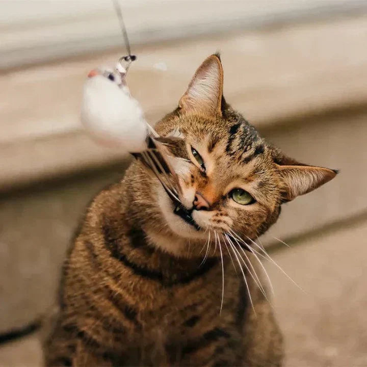 Fun Feather Cat Teaser Toy