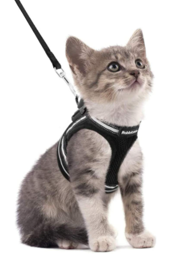 Secure Cat Harness for Outdoor Exploration