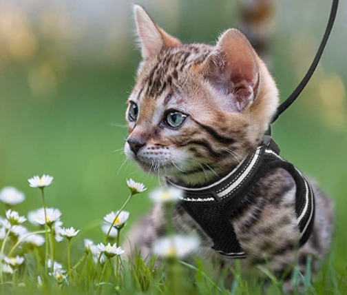 Secure Cat Harness for Outdoor Exploration - Befez