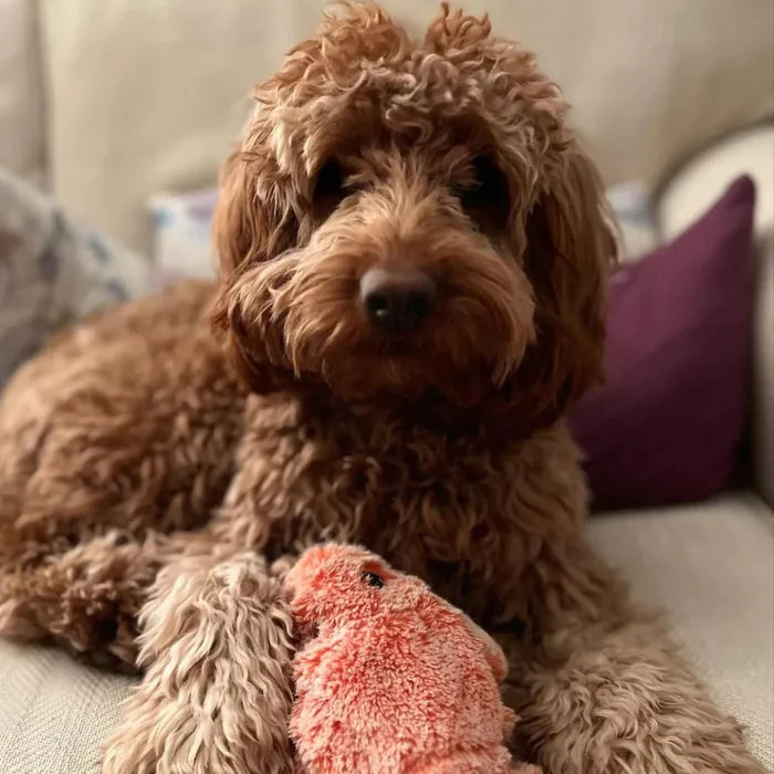 Interactive Pet Toy - Fun Sensor Dog Playmate