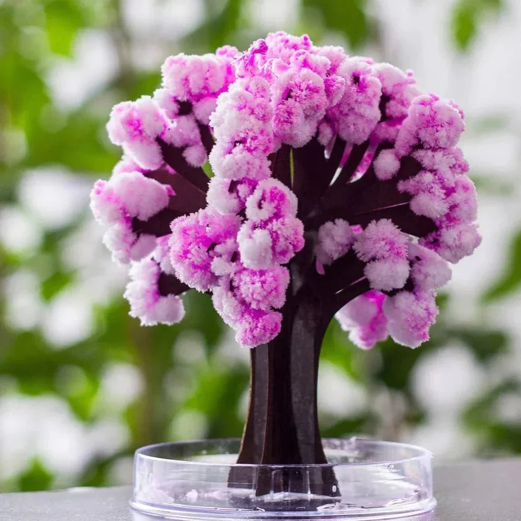 Beautiful Pink Sakura Tree for Home Garden