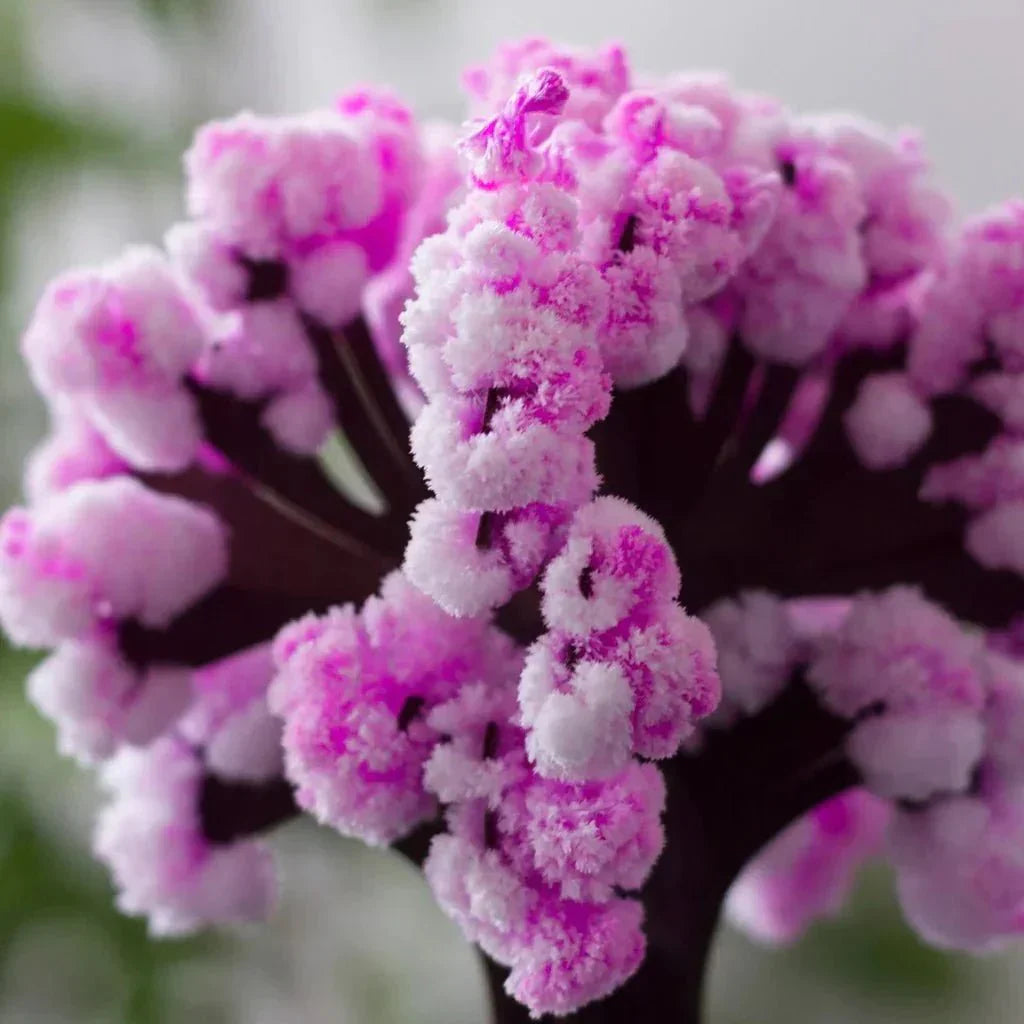 Beautiful Pink Sakura Tree for Home Garden
