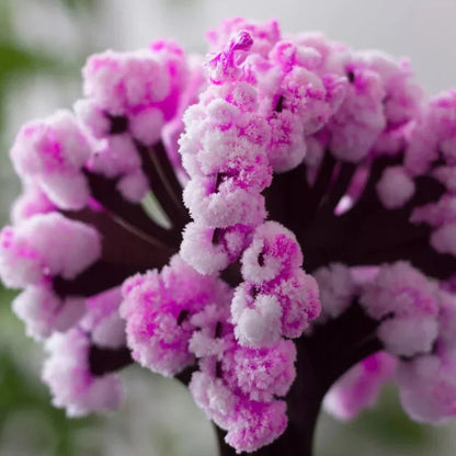Beautiful Pink Sakura Tree for Home Garden