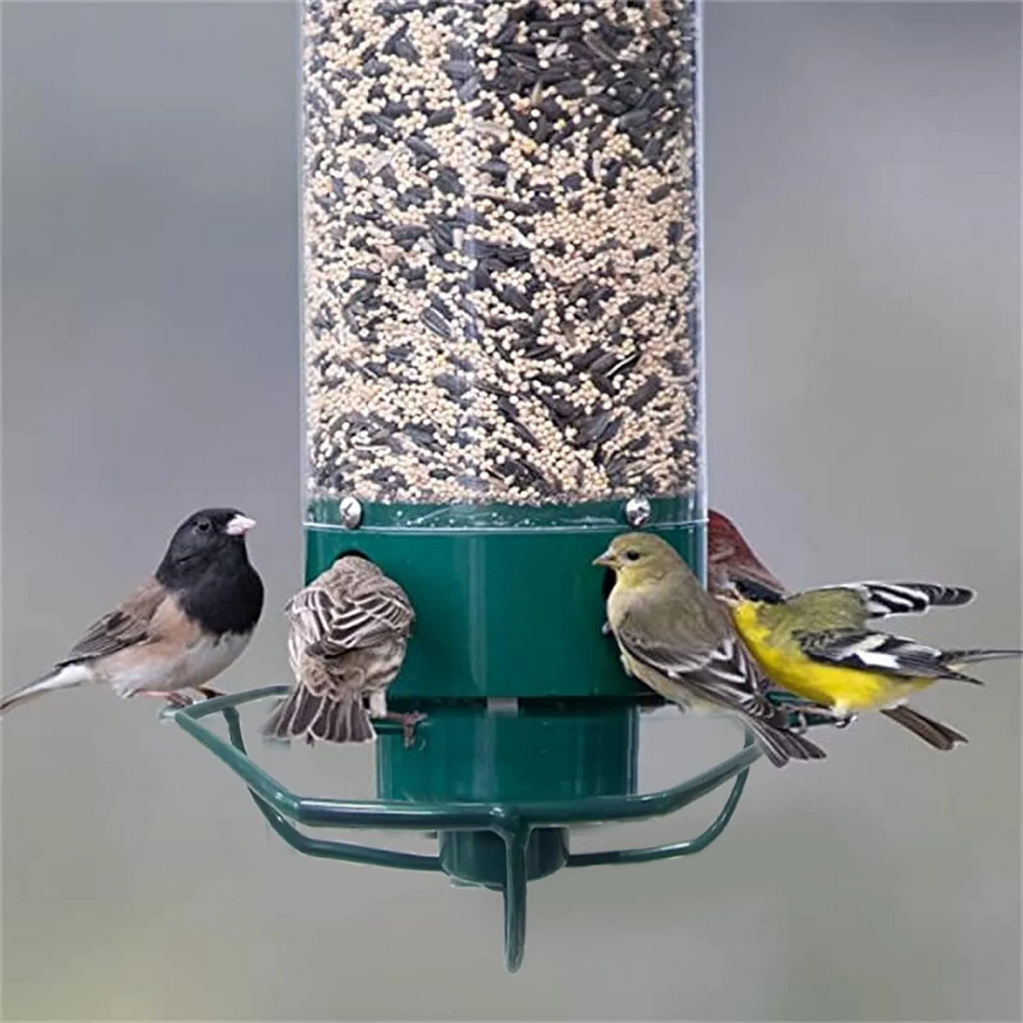 Wildlife Resistant Yard Bird Feeder