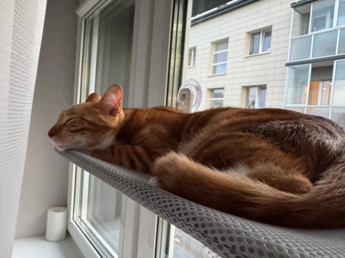 Foldable Cat Window Perch with Easy Mount