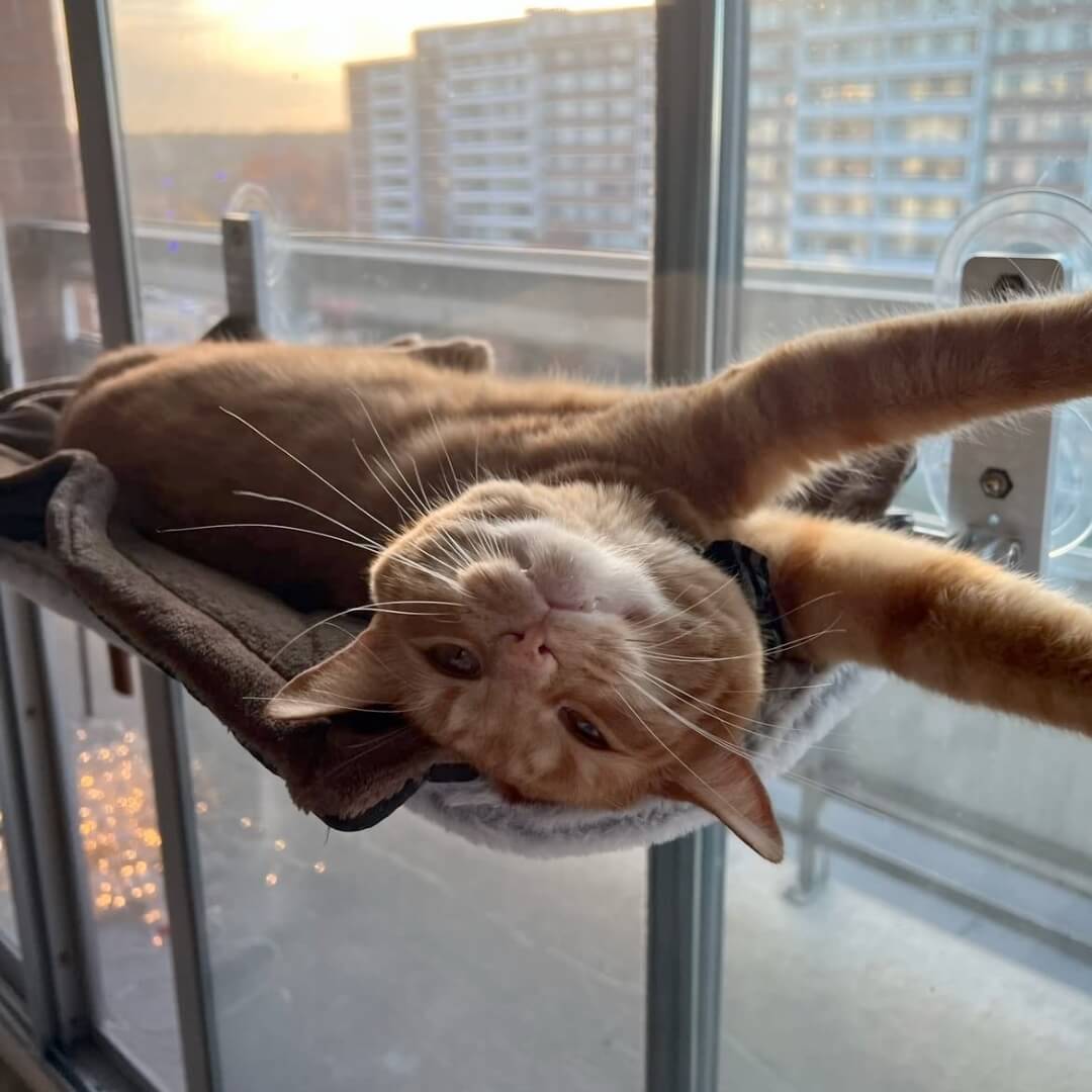 Foldable Cat Window Perch with Easy Mount