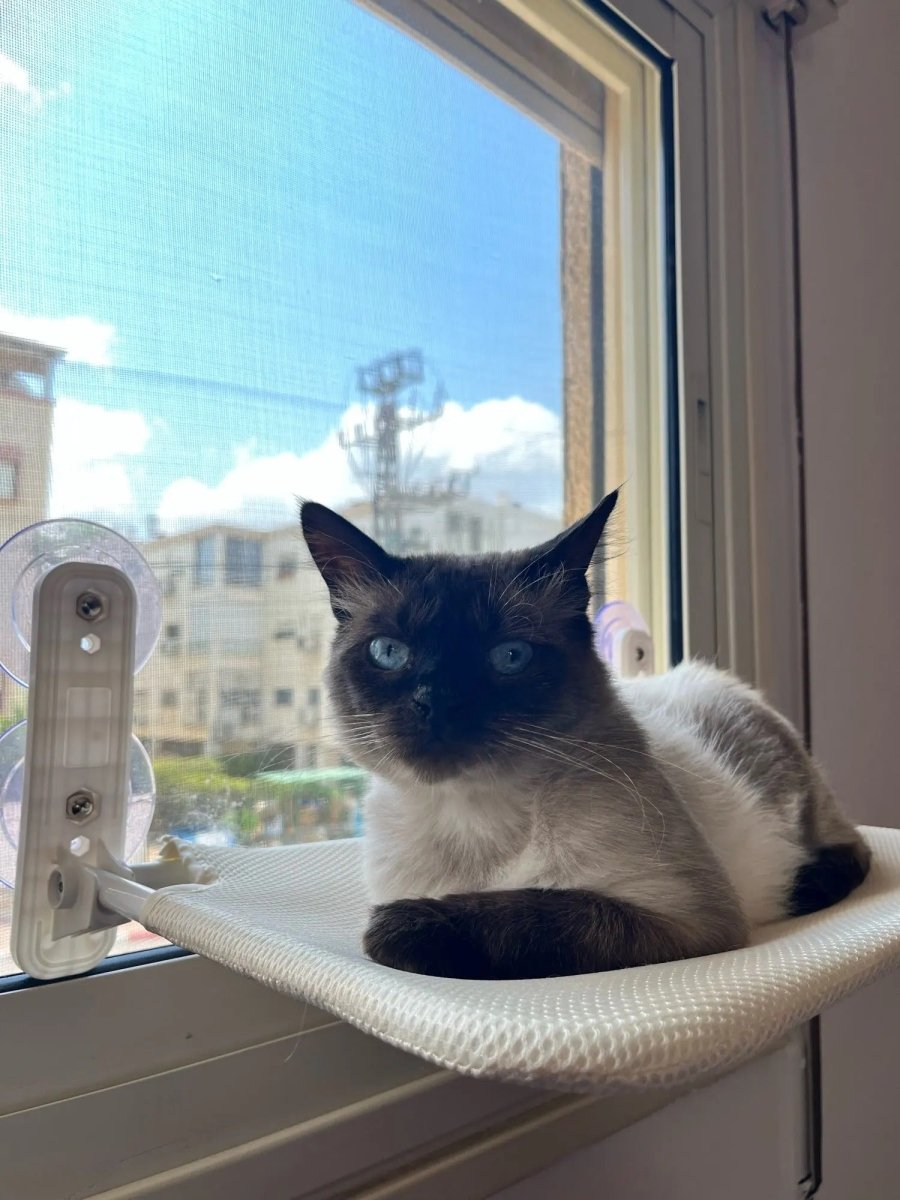 Foldable Cat Window Perch with Easy Mount
