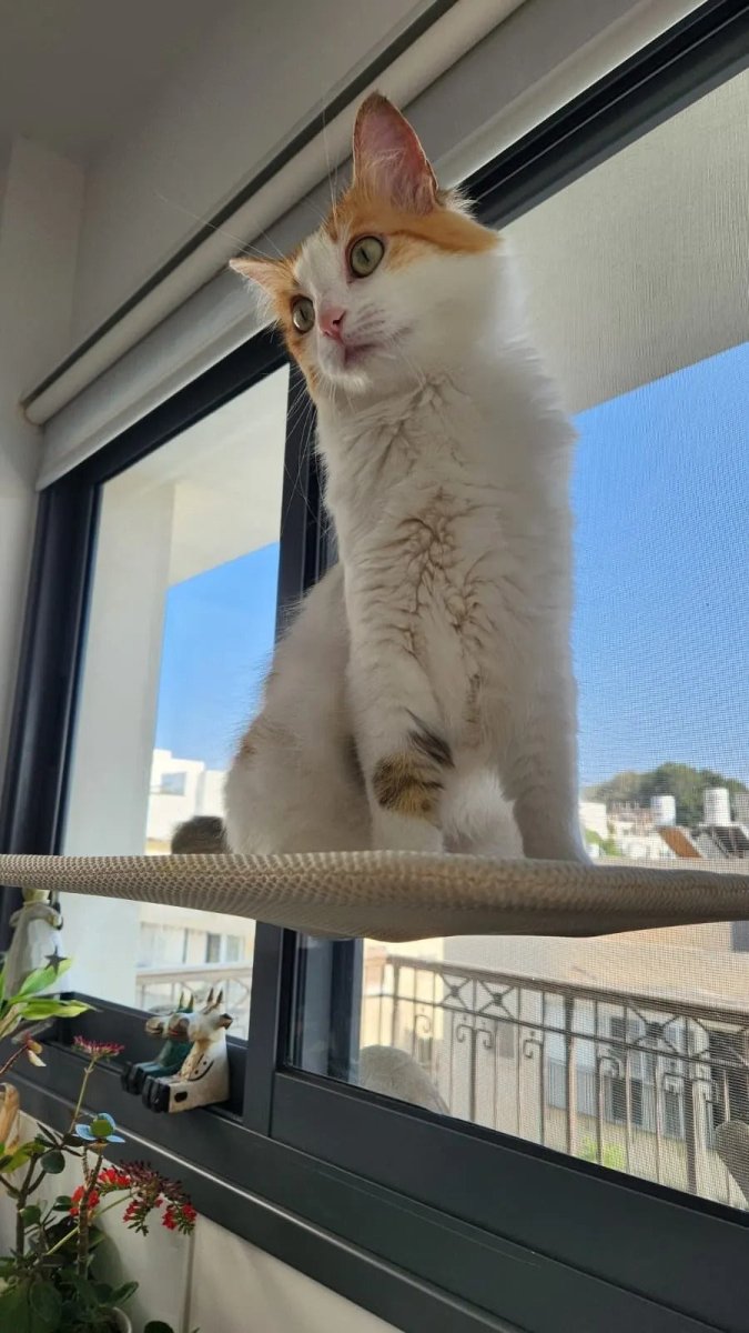 Foldable Cat Window Perch with Easy Mount