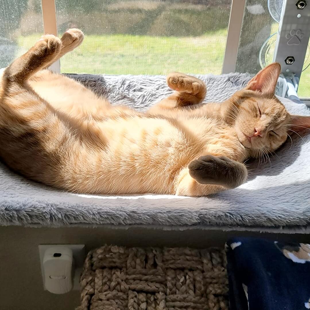 Foldable Cat Window Perch with Easy Mount
