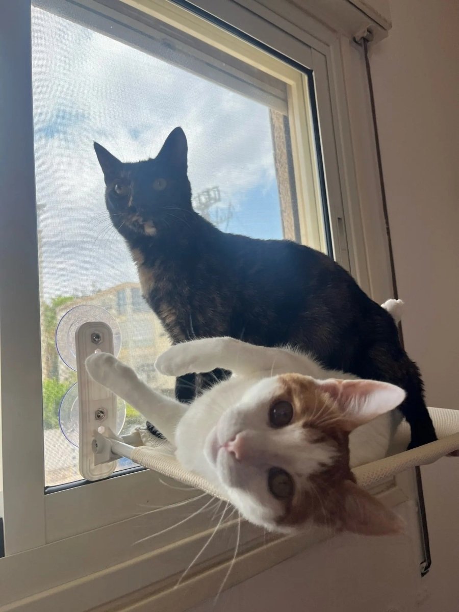 Foldable Cat Window Perch with Easy Mount
