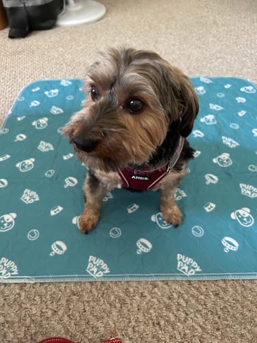 Waterproof Pet Bed Mat