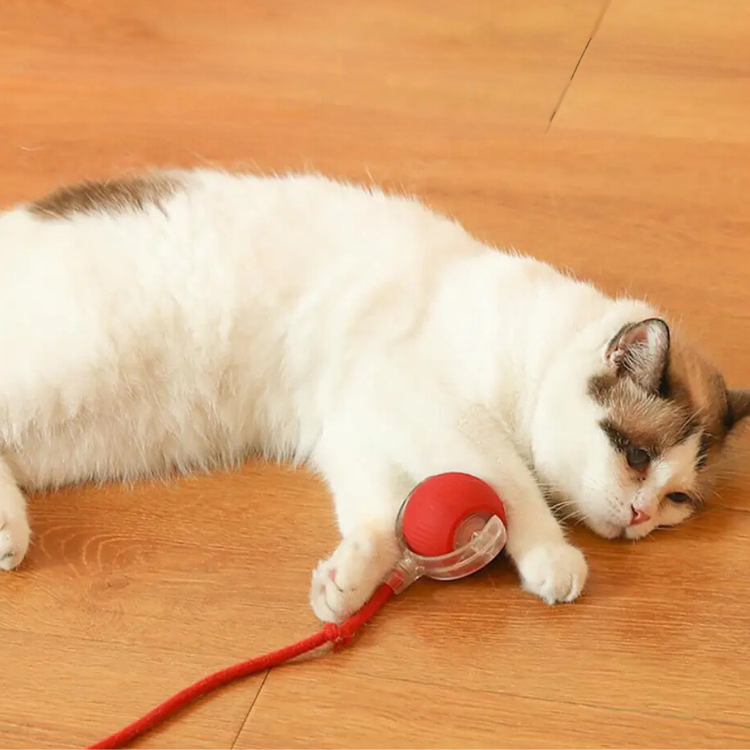 Fun Interactive Cat Toy Ball