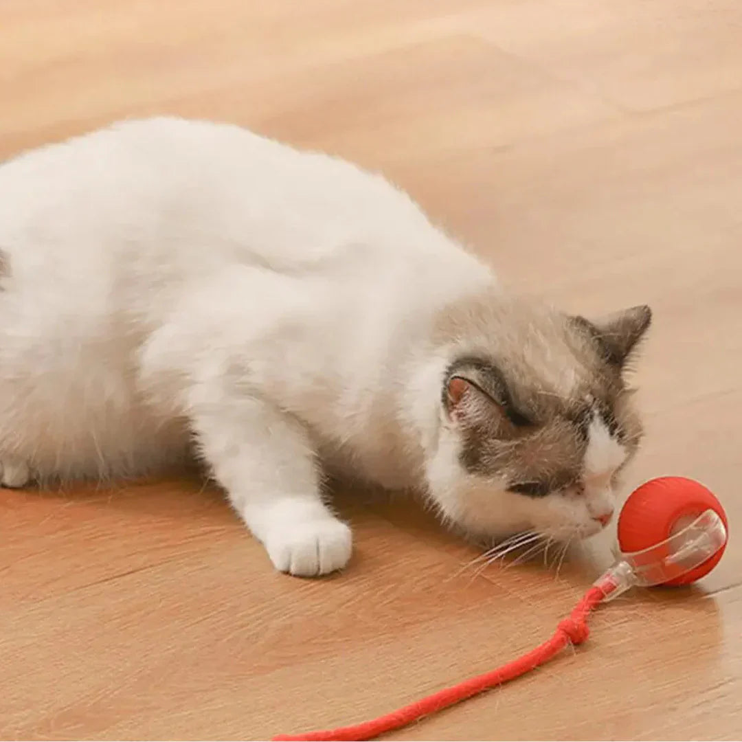Fun Feather Teaser Toy for Cats - Befez