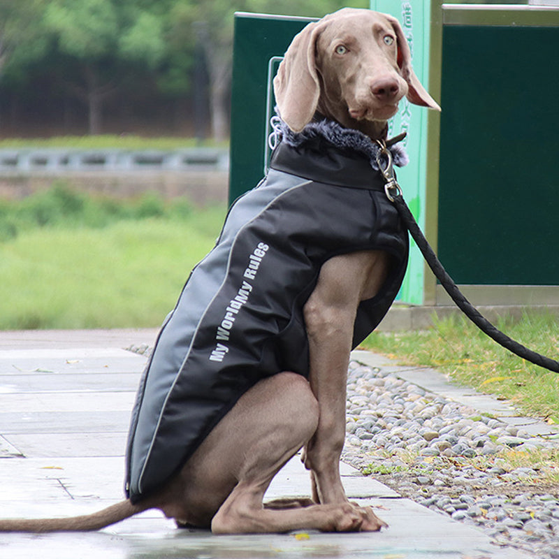 Visible Pet Vest with Leash - Glow Dog Coat