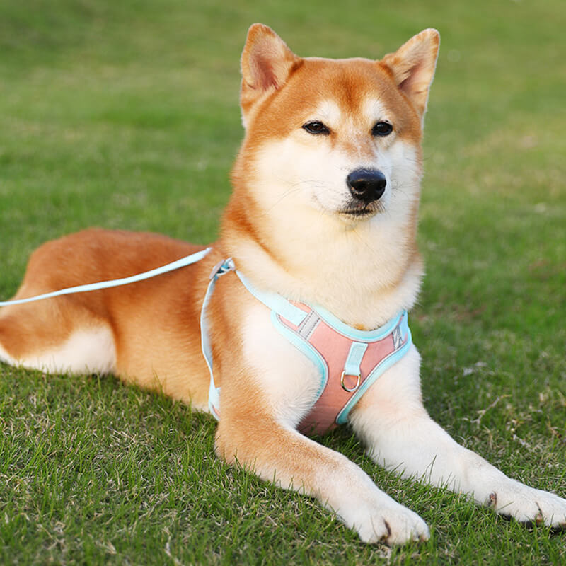 Visible Dog Vest Harness
