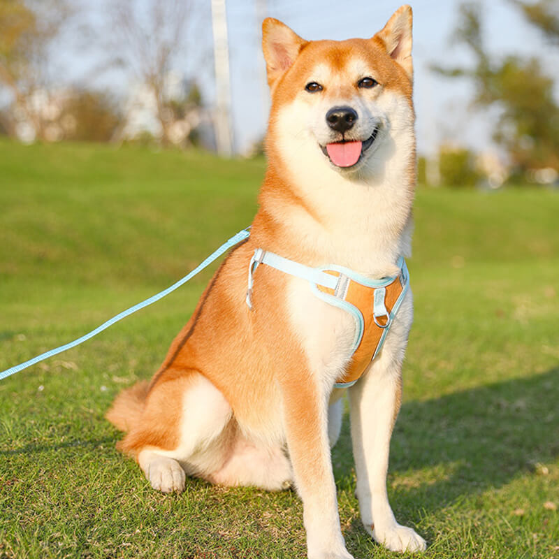 Visible Dog Vest Harness