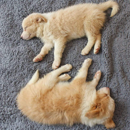 Cozy Plush Dog Blanket