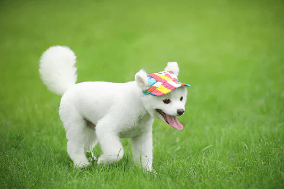 Cute Pet Sun Hat - SunnyPaws Dog Cap