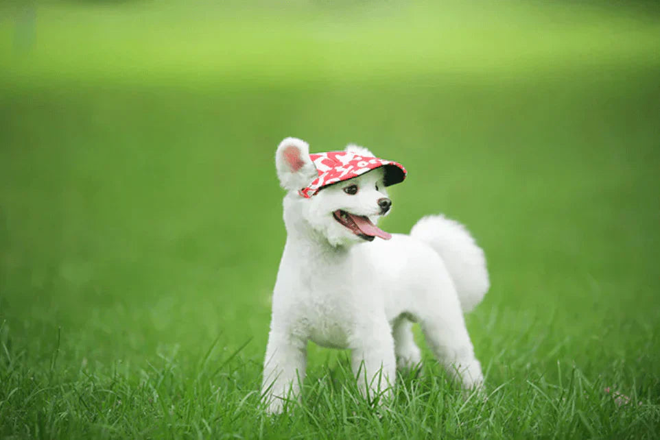 Cute Pet Sun Hat - SunnyPaws Dog Cap