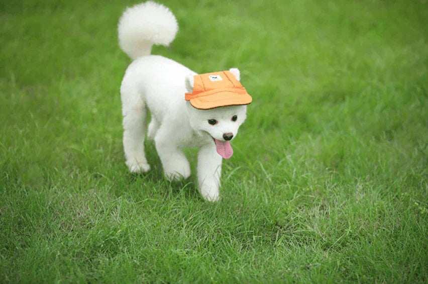 Cute Pet Sun Hat - SunnyPaws Dog Cap