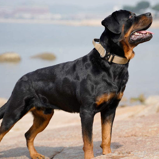 Strong Dog Collar with Handle - Heavy Duty Pet Gear - Befez