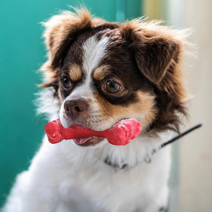 Fun Dog Dental Chew Toys
