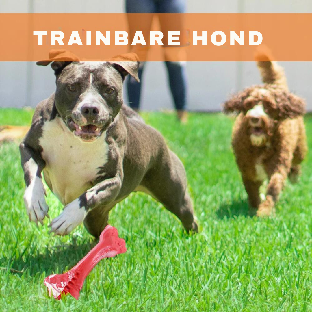 Fun Dog Dental Chew Toys