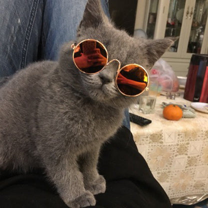 Fashionable Pet Cat Shades