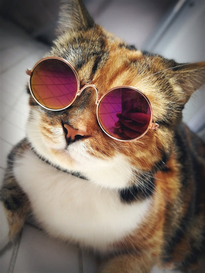 Fashionable Pet Cat Shades