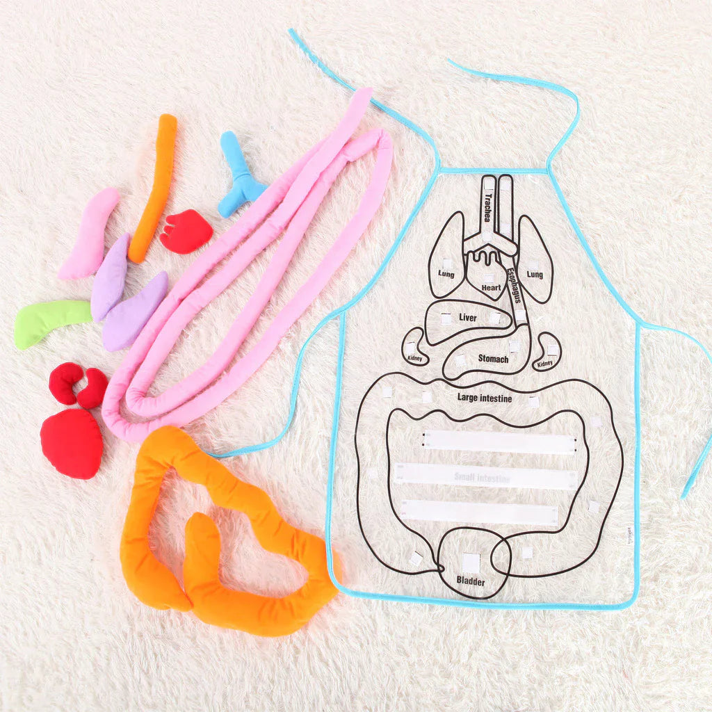 Fun Interactive Anatomy Apron